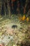Long spined sea urchin underwater in the mangrove