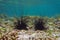 Long spined sea urchins Diadema antillarum