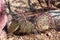 Long spines on a pink and green Black Spined Prickly Pear Cactus in the Arizona desert