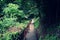 A long staircase on a mountain slope through the dark forest.