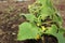 Long stalk of cucumbers in the soil in summer