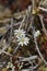 Long-stalk starwort flowers in full bloom on the arctic tundra