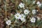 Long-stalk starwort flowers in full bloom on the arctic tundra, near Pond Inlet, Nunavut