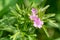 Long stalked cranesbill geranium columbinum flower