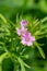 Long stalked cranesbill geranium columbinum flower