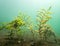 Long-stalked Pondweed in clear-watered lake