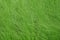 Long stem green grass background.