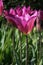 Long stem magenta colored tulip lit by the sun