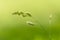 Long stem of natural wild grass backlit by hazy warm morning sunlight in field.