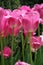 Long Stem Pink tulips blooming