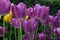 Long stem purple and yellow tulips in the garden