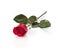 Long stem red rose