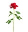 Long stem red rose