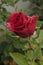 Long Stem Red Rose with Green Leaf