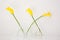 Long stem yellow Daffodil flowers