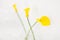 Long stem yellow Daffodil flowers