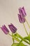 Long stemmed, purple, tulips