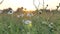 Long stems of camomiles with yellow middles at sunset