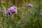 Long stems of purple flowers on a verbena plant