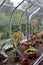 Long stone-covered tables with array of potted cacti and succulent plants in home`s greenhouse