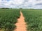 Long straight clay footpath leading through a lush farm field.