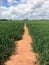 Long straight clay footpath leading through a lush farm field.