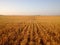 Long straight clean rows of Grain