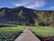 A long straight countryside road and pine forest scenery