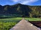 A long straight countryside road and pine forest scenery. Taken in Karanganyar, Central Java, Indonesia