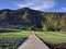 A long straight countryside road and pine forest scenery. Taken in Karanganyar, Central Java, Indonesia