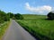 Long straight empty country road with spring flowers and trees growing along the edges with sheep grazing in walled fields