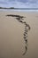 Long strand of Brown Kelp washed on to beach