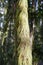 Long Strands of Green Moss Cover a Tree