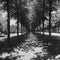 Long strict straight alleys of trees with a gravel path that reaches the vanishing point on the horizon, black and white