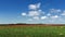 Long strip of red poppies and growing green grass against the blue sky of a picturesque agricultural landscape