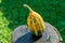 Long striped gourd or pumpkin on a wooden table in nature