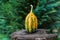 Long striped gourd or pumpkin on a wooden table in nature