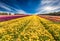 Long stripes of flowers