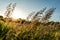 Long summer dry grass against a sunset.