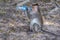 The long tail macaque monkey drinks from an empty plastic bottle in the forest next to Angkor Wat. Siem Reap