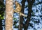 Long-tail Macaque Monkey in the jungle in Borneo