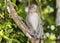 Long-tail Macaque Monkey in the jungle in Borneo