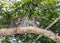 Long-tail Macaque Monkey in the jungle in Borneo