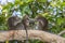 Long-tail Macaque Monkey in the jungle in Borneo