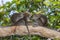 Long-tail Macaque Monkey in the jungle in Borneo