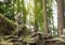 Long tail monkey seating on buttress root surrounded by green forest