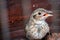 The long-tailed bird or Mirafra javanica is a warbler species