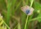 Long-tailed blue butterfly