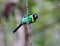 Long-tailed broadbill