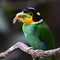 Long-tailed Broadbill bird